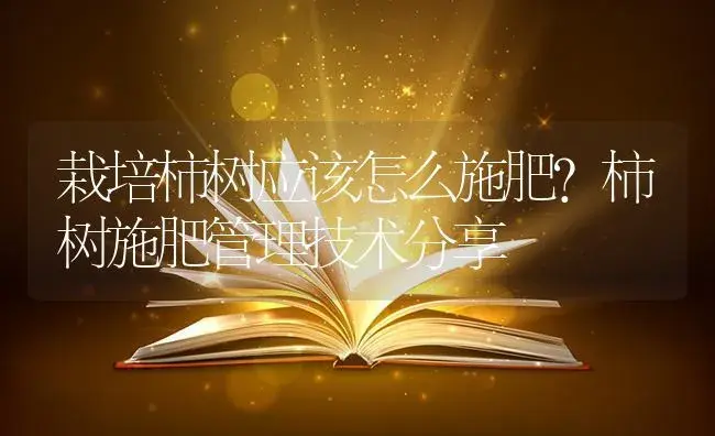 栽培柿树应该怎么施肥？柿树施肥管理技术分享 | 果木种植