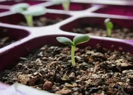 盆栽种子 | 康乃馨的种子怎么催芽