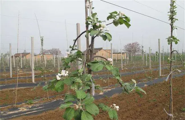 苹果夏天管理技术