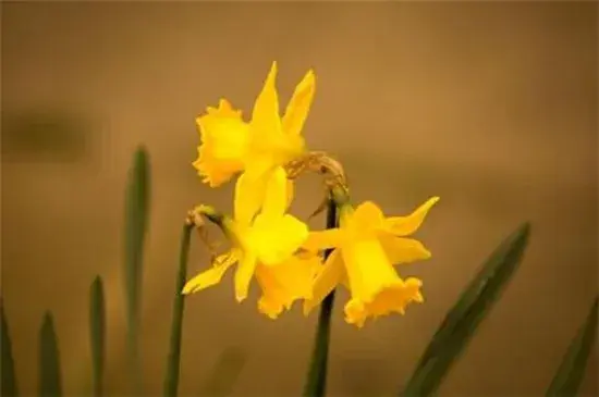 水仙花花语