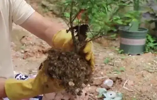 花卉果蔬盆景 | 怎样移栽石榴树苗成活率高