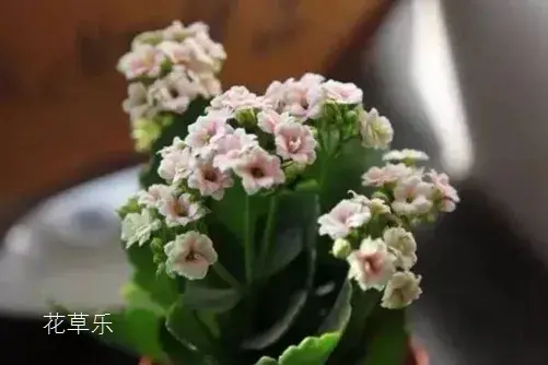 伽蓝菜的花语有哪些？