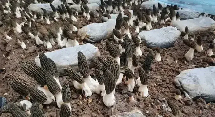 河北曲周打造羊肚菌、姬松茸种植基地