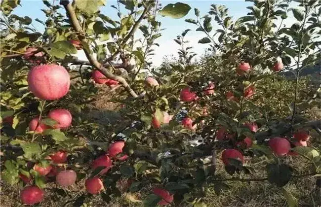 5月苹果管理技术要点