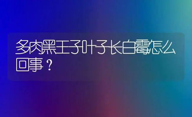 多肉黑王子叶子长白霉怎么回事？ | 多肉养殖