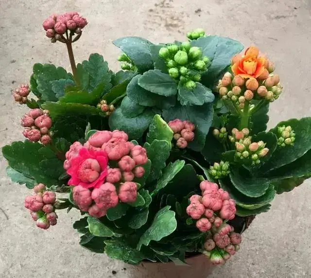 12月长寿花几天浇水？