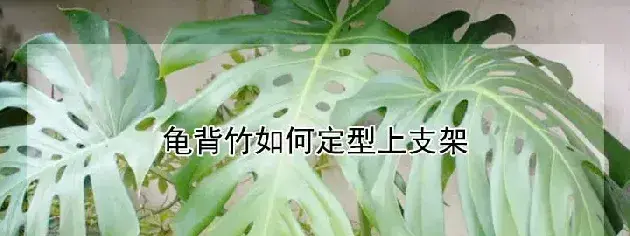 龟背竹如何定型上支架