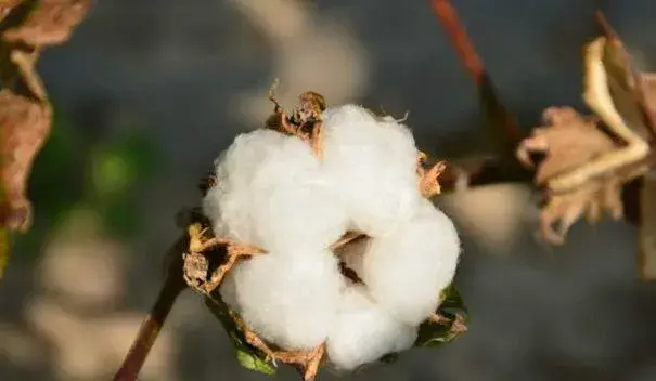 棉花的花语是什么，珍惜身边人_花语大全