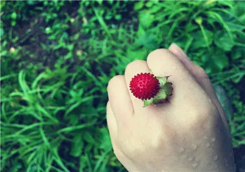 野草莓能吃吗？附功效与作用介绍