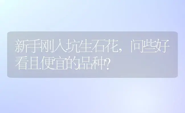 新手刚入坑生石花,问些好看且便宜的品种？ | 多肉养殖