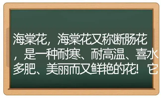 海棠花，海棠花又称断肠花，是一种耐寒、耐高温、喜水多肥、美丽而又鲜艳的花!它外表鲜红有的是粉红色，有？ | 绿植常识