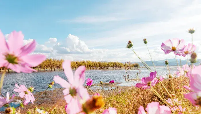 格桑花的花语及传说是什么 格桑花有什么花语及传说