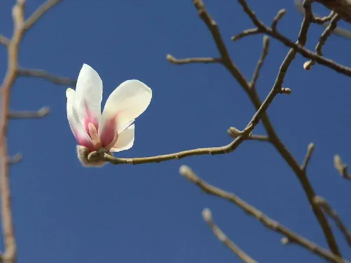 如何延长白玉兰花期，白玉兰花语是什么