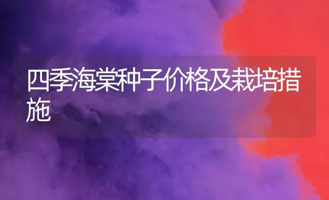 四季海棠种子价格及栽培措施 | 家庭养花