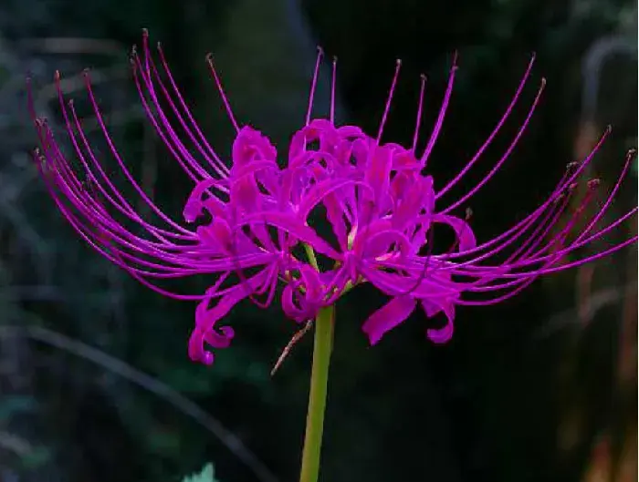 彼岸花花语介绍有哪些？