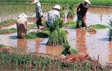 水稻种植田间管理指导意见