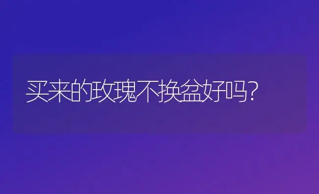 买来的玫瑰不换盆好吗？ | 绿植常识