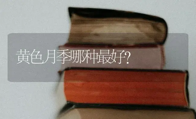 黄色月季哪种最好？ | 绿植常识