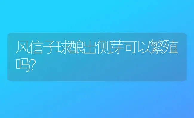 风信子球酿出侧芽可以繁殖吗？ | 绿植常识