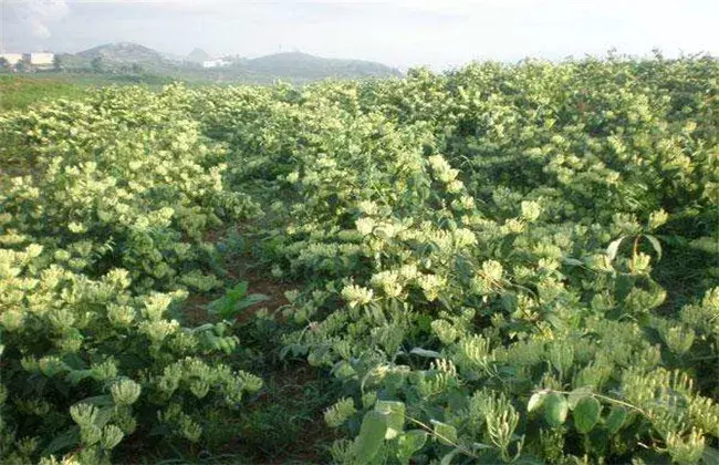 金银花的栽培条件