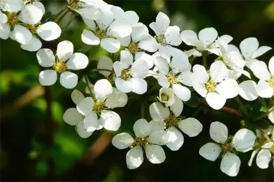 喷雪花的花语