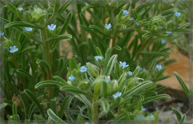 紫草种植管理要点