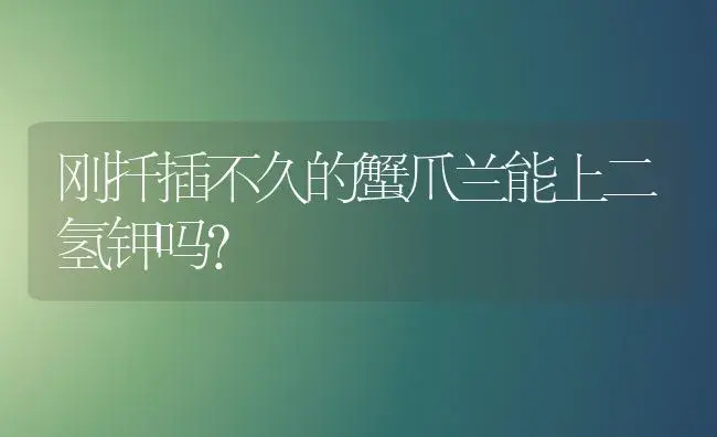 刚扦插不久的蟹爪兰能上二氢钾吗？ | 多肉养殖