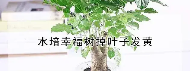 水培幸福树掉叶子发黄