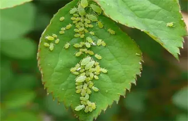 枸杞蚜虫防治和治疗技术