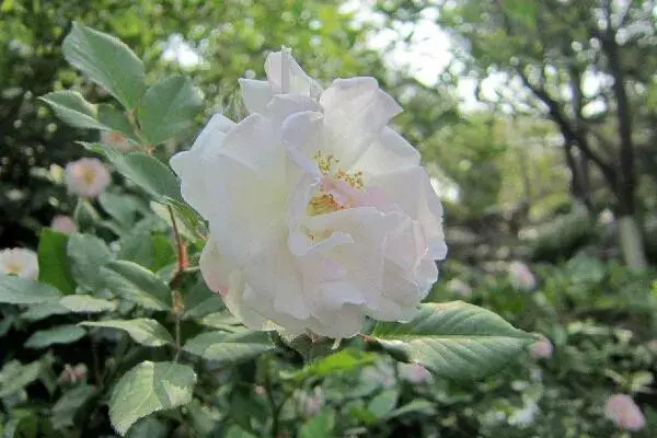 粉色蔷薇花的花语，以及蔷薇花花语大全