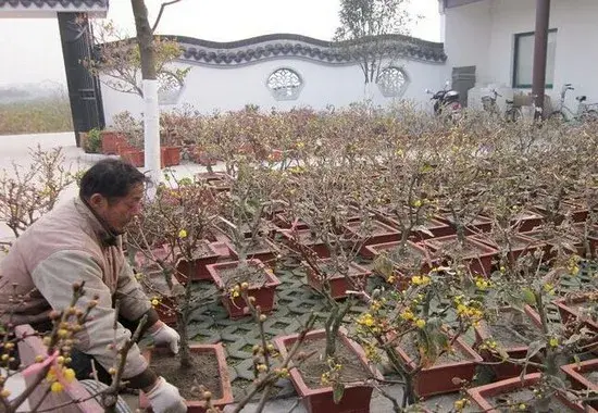 盆栽育苗 | 教你快速培育蜡梅盆景