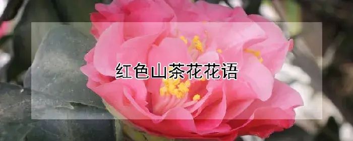 红色山茶花花语