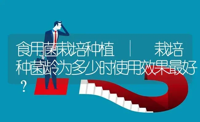 栽培种菌龄为多少时使用效果最好？ | 菌菇种植