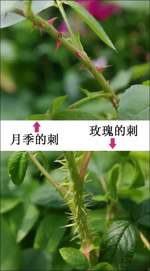 玫瑰花苗和月季花苗如何区分？