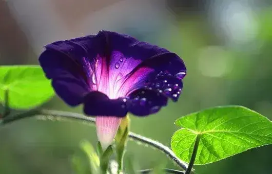 牵牛花冬天在室外根能冻死吗