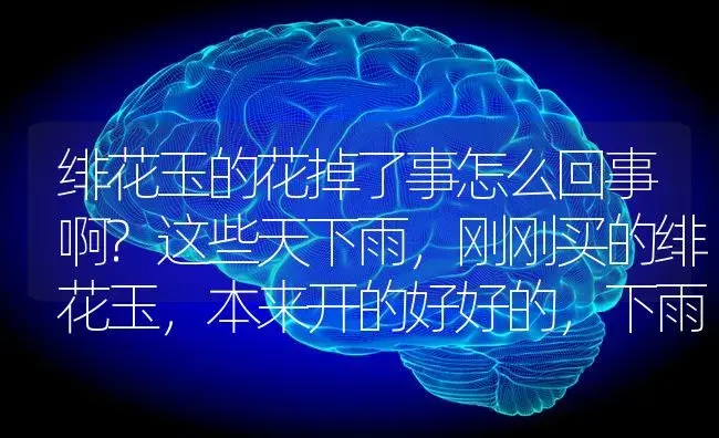 绯花玉的花掉了事怎么回事啊?这些天下雨,刚刚买的绯花玉,本来开的好好的,下雨就掉了。心痛啊？ | 多肉养殖