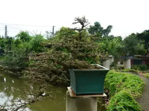 盆景知识 | 制作盆景的艺术原则