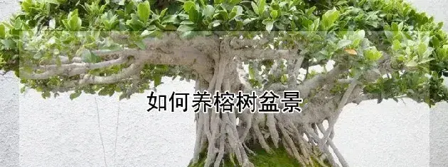 如何养榕树盆景