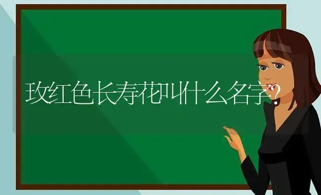 玫红色长寿花叫什么名字？ | 多肉养殖