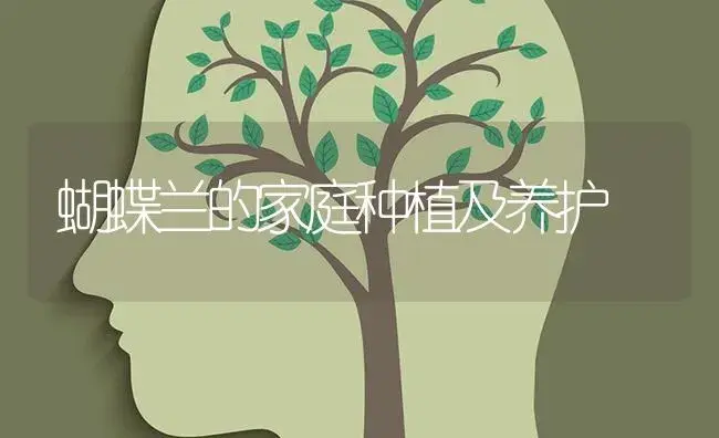 蝴蝶兰的家庭种植及养护 | 特种种植