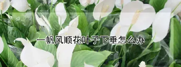 一帆风顺花叶子下垂怎么办