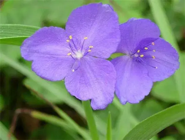 紫露草花期花语 紫露草的养殖方法