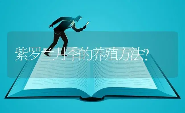 紫罗兰月季的养殖方法？ | 绿植常识