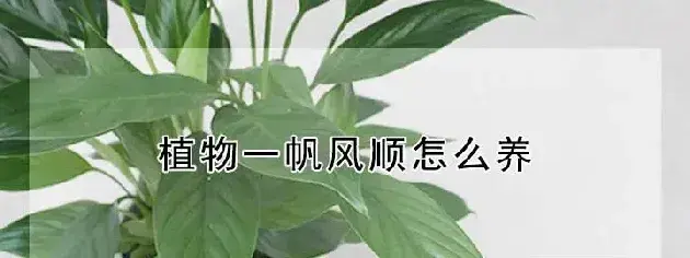 植物一帆风顺怎么养