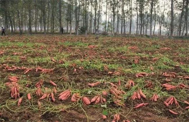 甘薯高产种植技术