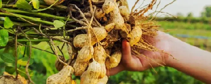 花生种植一亩地可以赚多少钱，种一亩花生大约需要多少成本