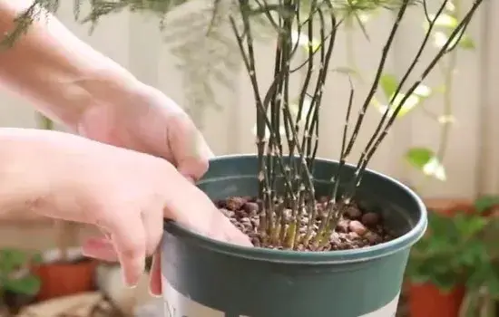 盆栽浇水 | 新移栽的文竹什么时候浇水