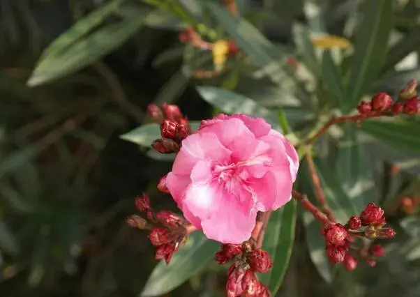 夹竹桃的花语是什么，缠绵的爱