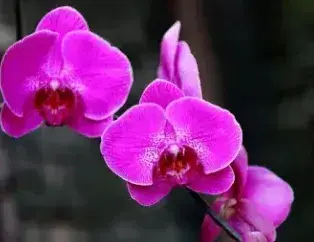 情人节送玫瑰？还有这些花可选！