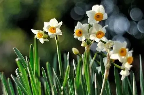 水仙花花语和象征意义有哪些 水仙花产地